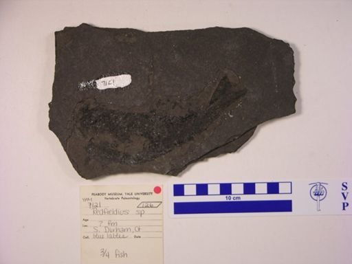 Cionichthys cf. greeni