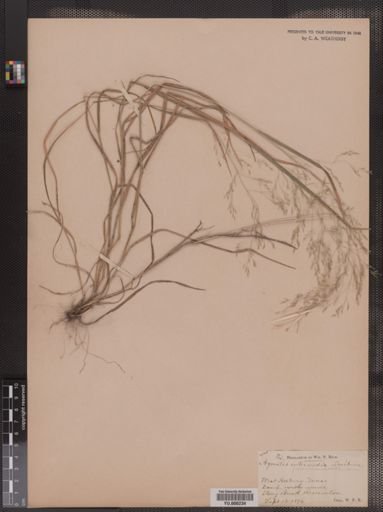 Agrostis perennans