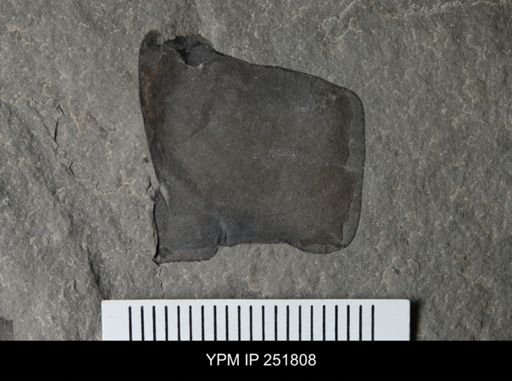 undet. Eurypterida