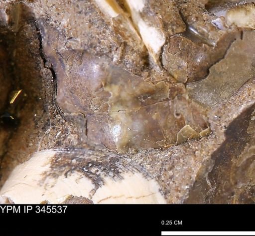 undet. Mollusca