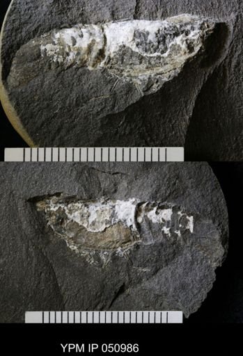 Anthracaris gracilis