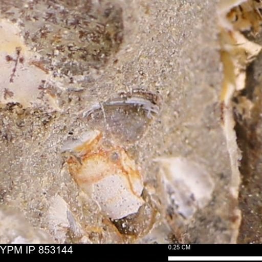 Limopsis striatopunctatus