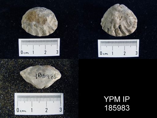 Meekella striatocostata