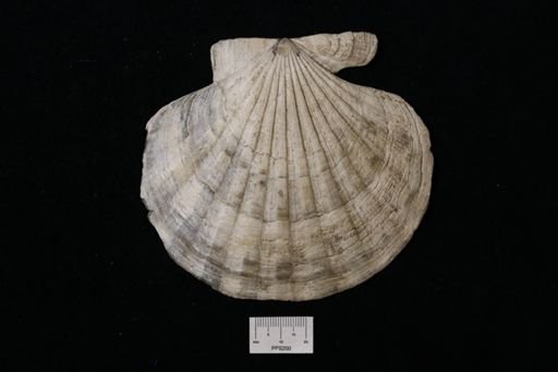 Pecten (Lyropecten) madisonius