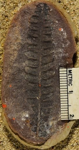 Pecopteris