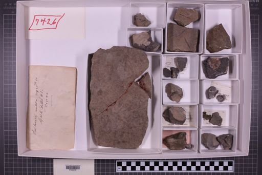 mixed taxa, stratigraphic collection