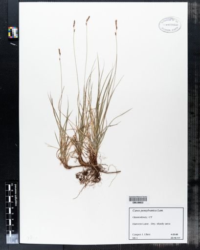 Carex pensylvanica