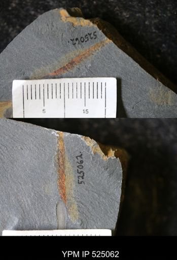 undet. Graptolithina