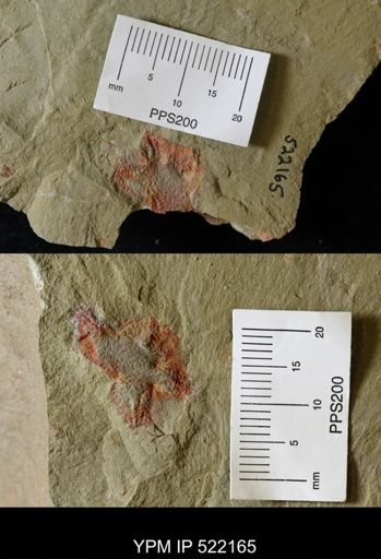 undet. Stelleroidea
