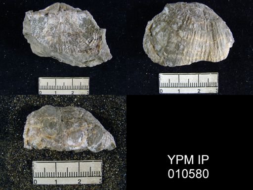Productus ivesi