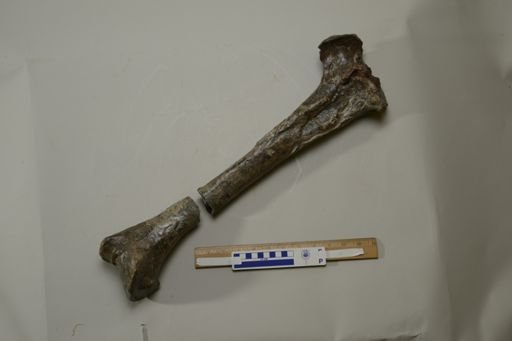 Diatryma gigantea