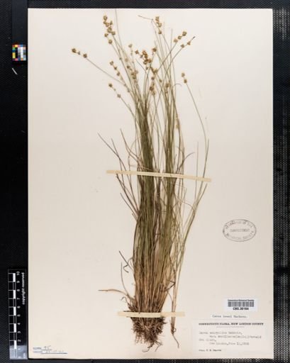 Carex howei