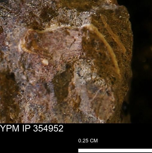 undet. Mollusca