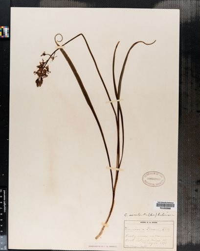 Camassia esculenta