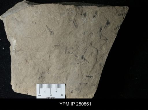 undet. Gastropoda