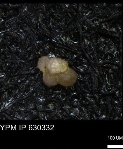undet. Foraminiferida