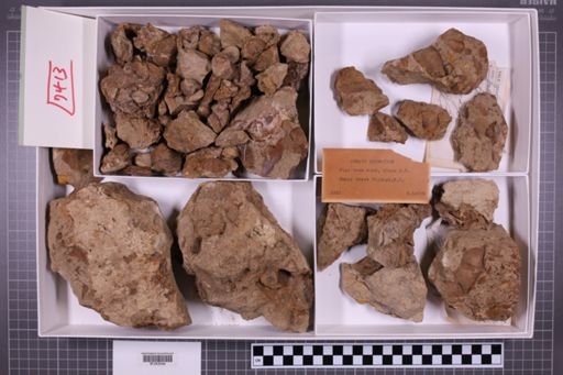 mixed taxa, stratigraphic collection