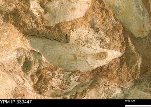 undet. Mollusca