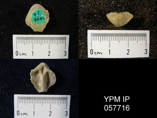 Gypidula multicostata