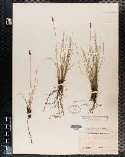 Carex filifolia