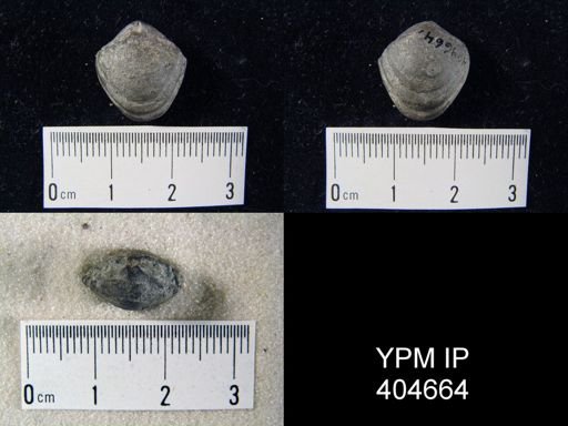 Cryptonella sp.
