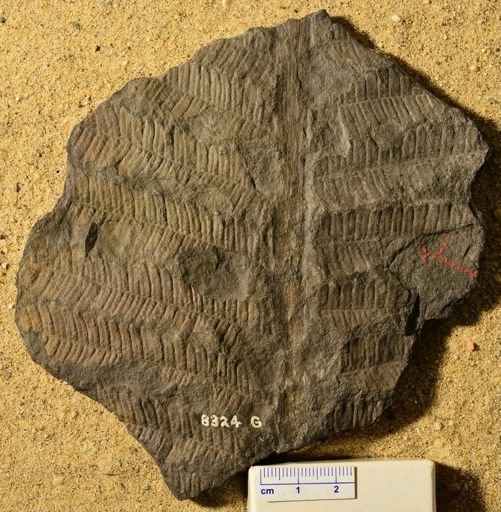 Pecopteris sp.