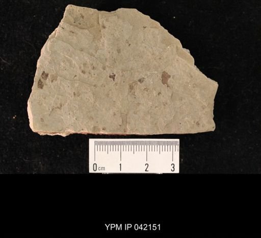 undet. Hymenoptera
