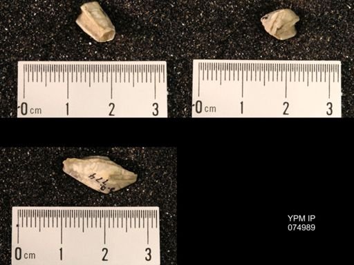 Troostocrinus rheinwardti