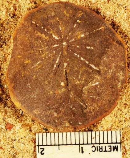 Annularia