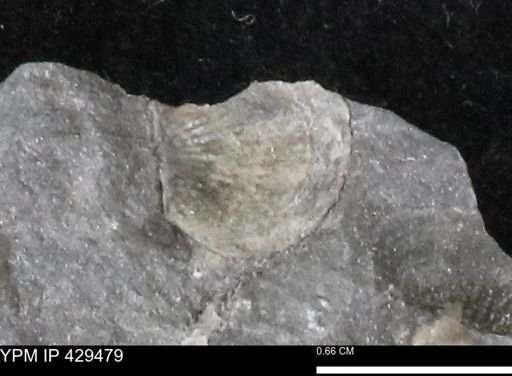 Devonochonetes sp.
