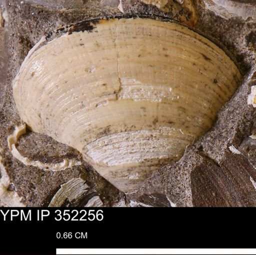 Limopsis striatopunctatus