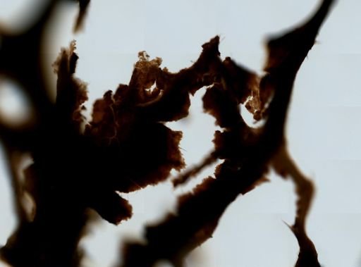 Iotrochota birotulata