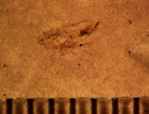 Auchenorrhyncha?