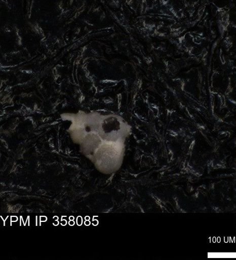 undet. Heterohelicidae