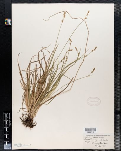 Carex deweyana
