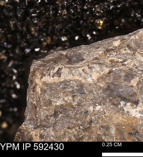 undet. Ammonoidea