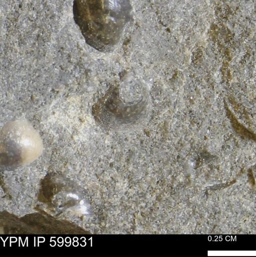 Protocardia subquadrata