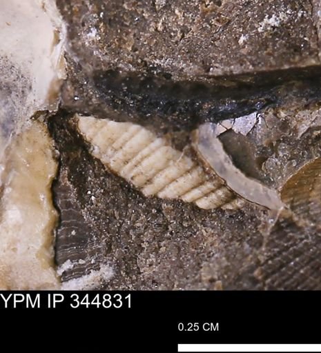 Limopsis striatopunctatus