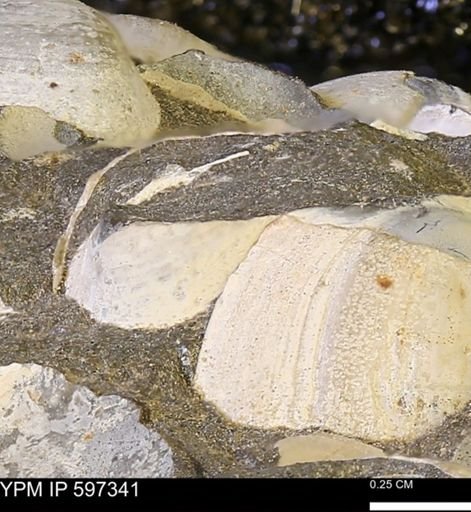 Limopsis striatopunctatus