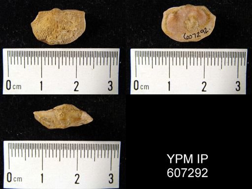 Schuchertella?
