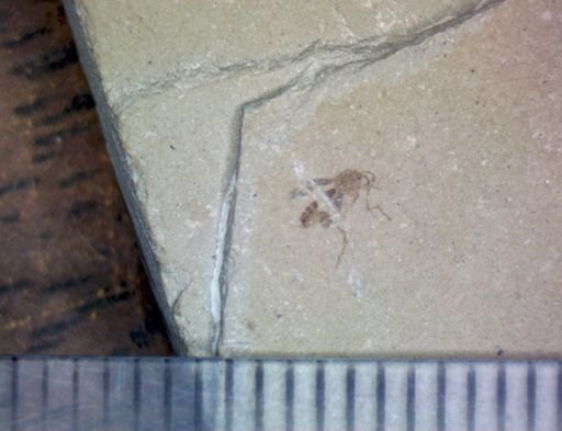 undet. Nematocera