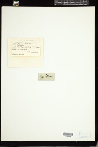 Oscillatoria luteola