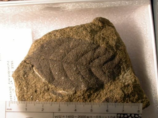 Angiospermopsida