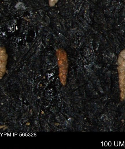 Verneuilinoides kansasensis