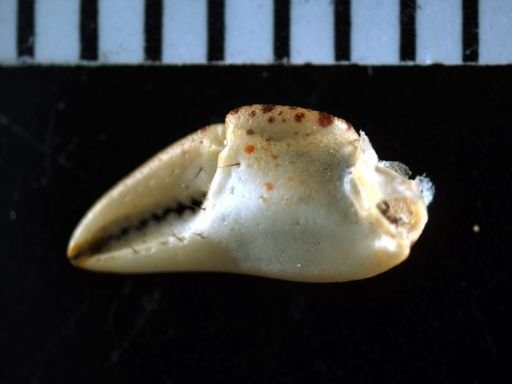 Hemigrapsus sanguineus