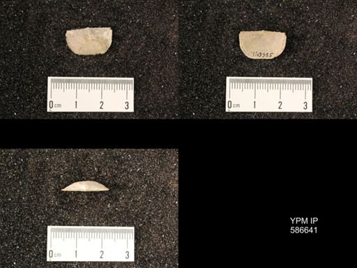 Chonetes granulifer