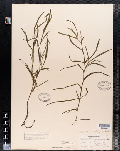 Heteranthera dubia