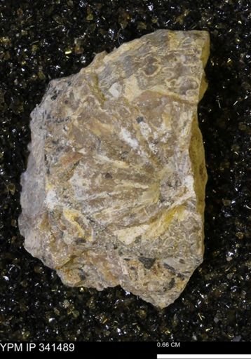 Scaphites sp.
