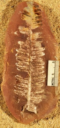 Pecopteris