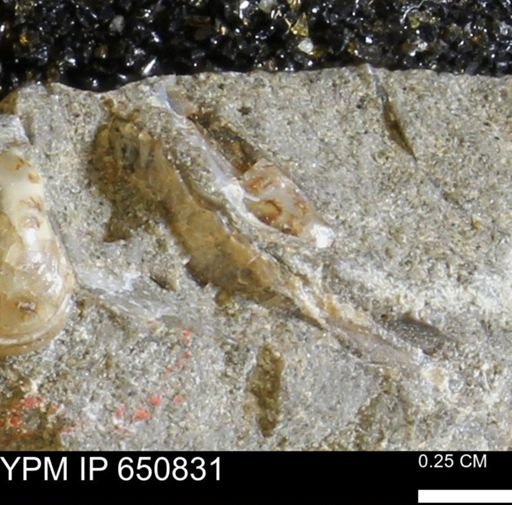 undet. Bivalvia
